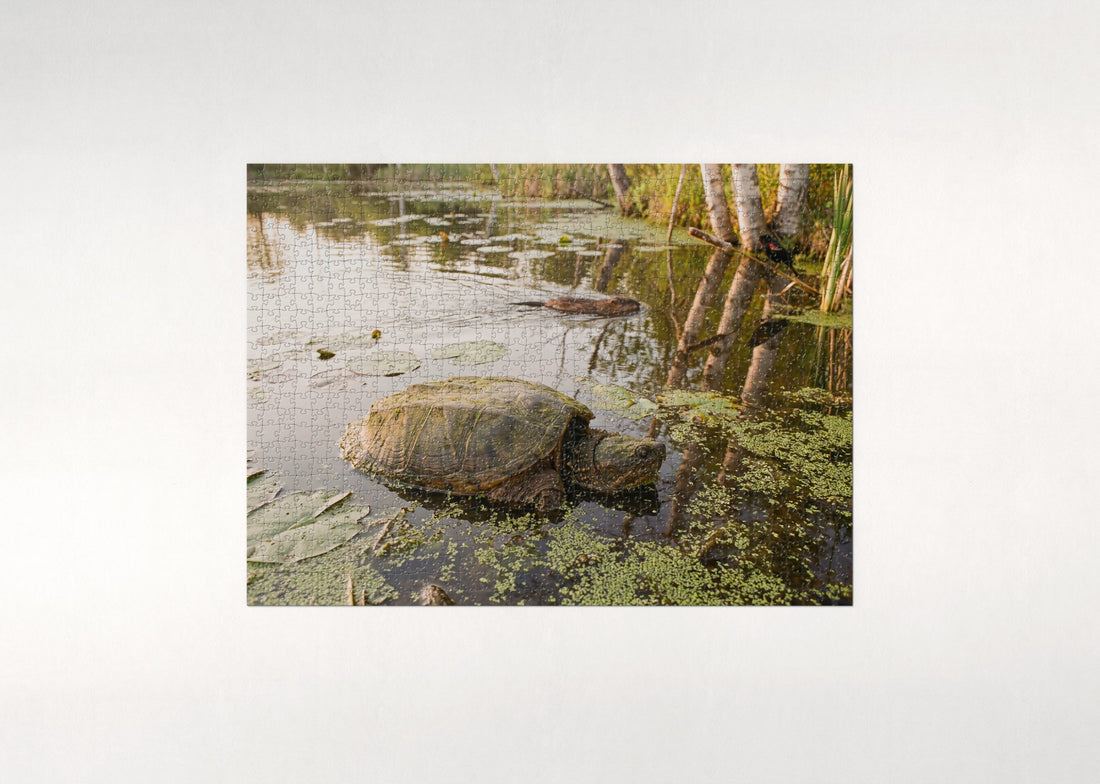 Snapping Turtle at the Pond jigsaw puzzle - gift box