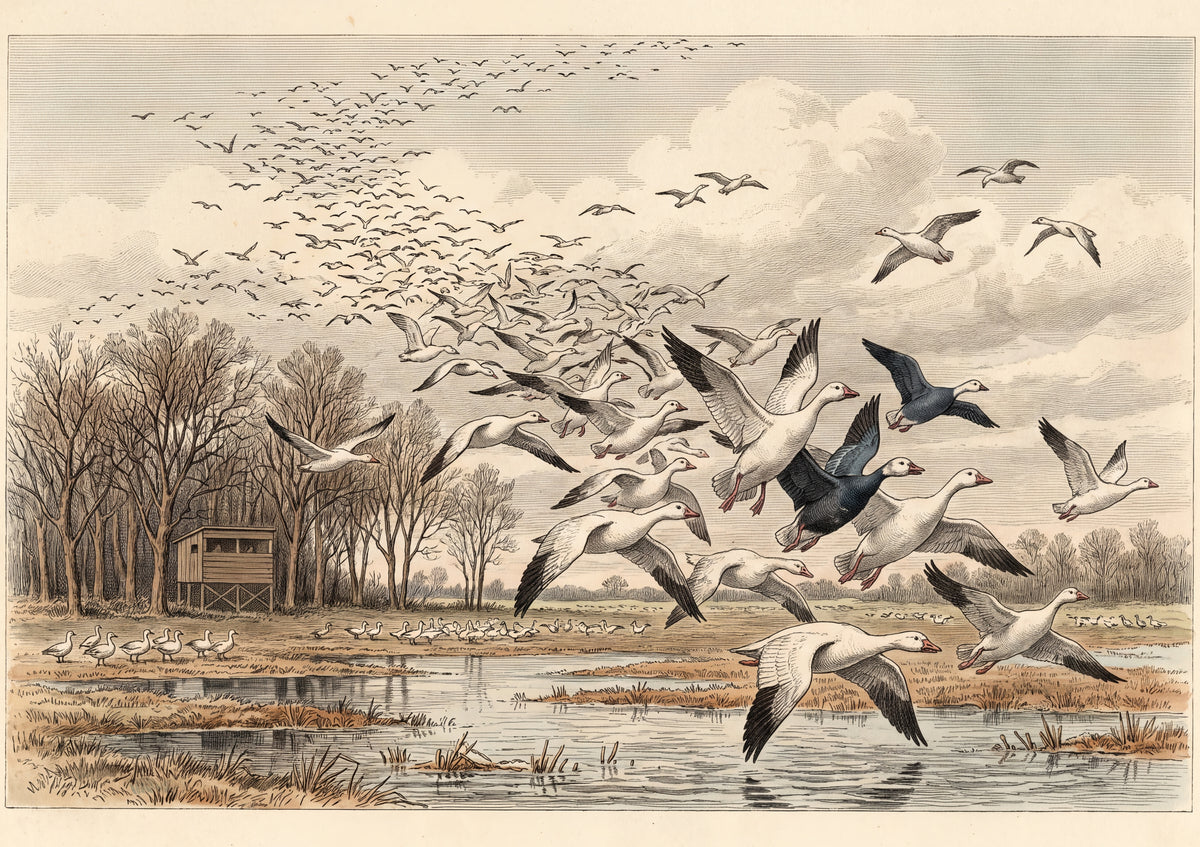 Snow Geese Taking Flight at the Refuge jigsaw puzzle