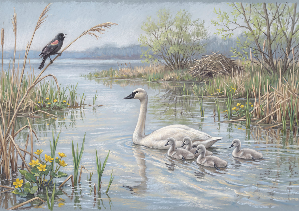Swan and Cygnets in the Spring Reeds jigsaw puzzle
