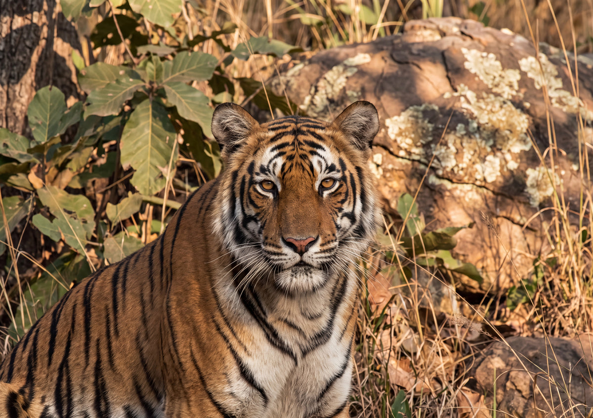 Tiger Portrait Close Up jigsaw puzzle