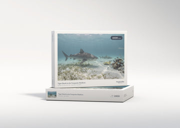 Tiger Shark in the Turquoise Shallows jigsaw puzzle - gift box