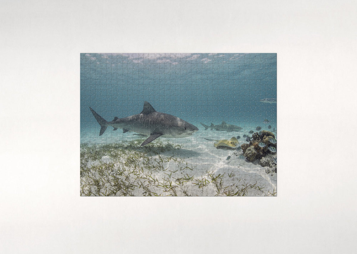 Tiger Shark in the Turquoise Shallows jigsaw puzzle - flat puzzle