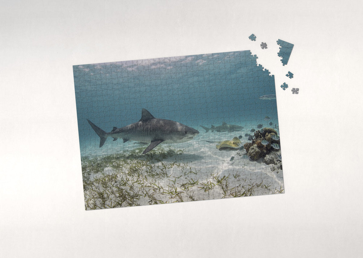 Tiger Shark in the Turquoise Shallows jigsaw puzzle - puzzle with loose pieces