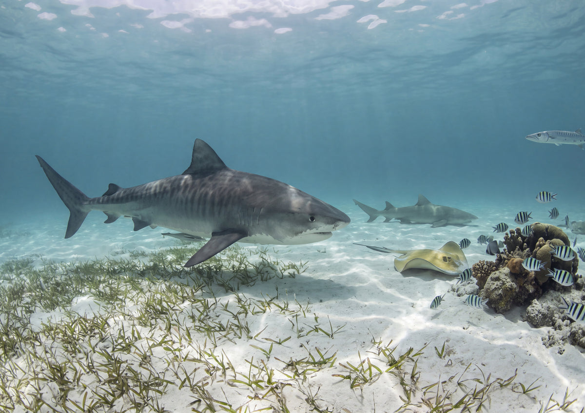 Tiger Shark in the Turquoise Shallows jigsaw puzzle