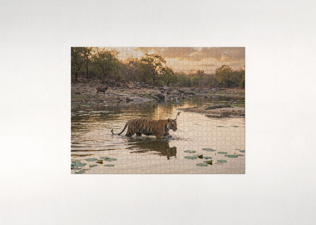 Tiger Walking Through the Water jigsaw puzzle - gift box