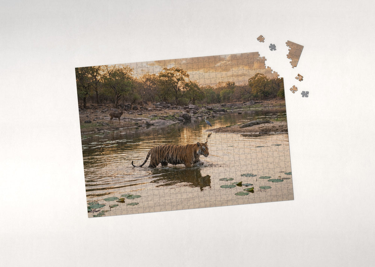 Tiger Walking Through the Water jigsaw puzzle - puzzle with loose pieces
