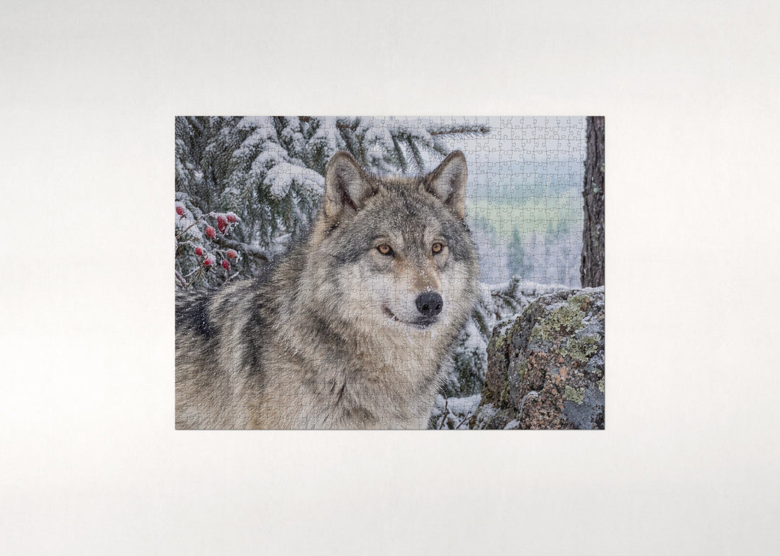 Timber Wolf Portrait jigsaw puzzle - gift box