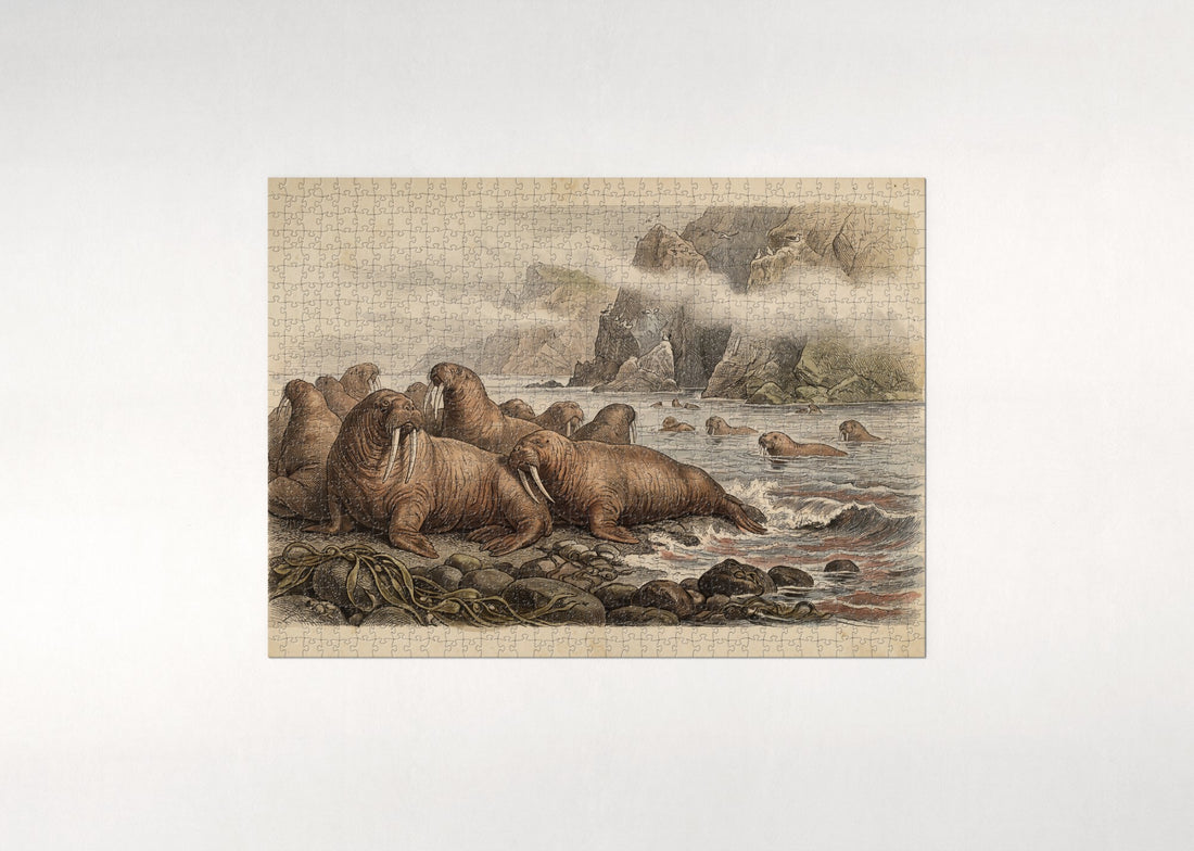 Walrus Colony on the Rocky Beach jigsaw puzzle - gift box