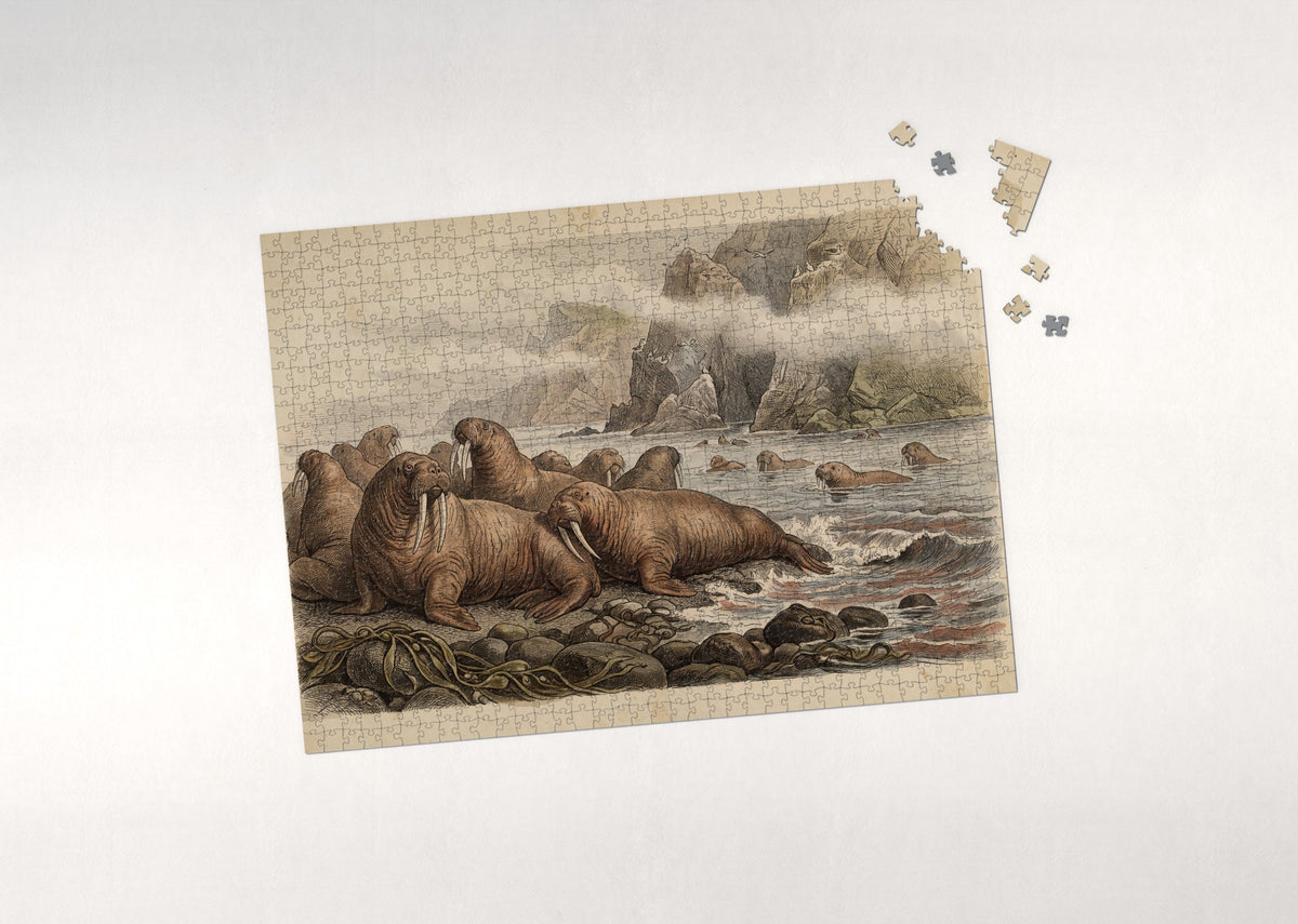 Walrus Colony on the Rocky Beach jigsaw puzzle - puzzle with loose pieces