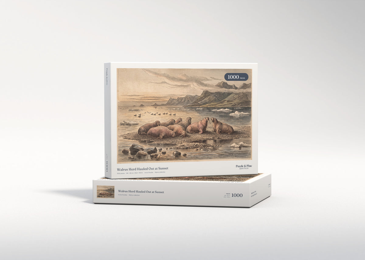 Walrus Herd Hauled Out at Sunset jigsaw puzzle - gift box