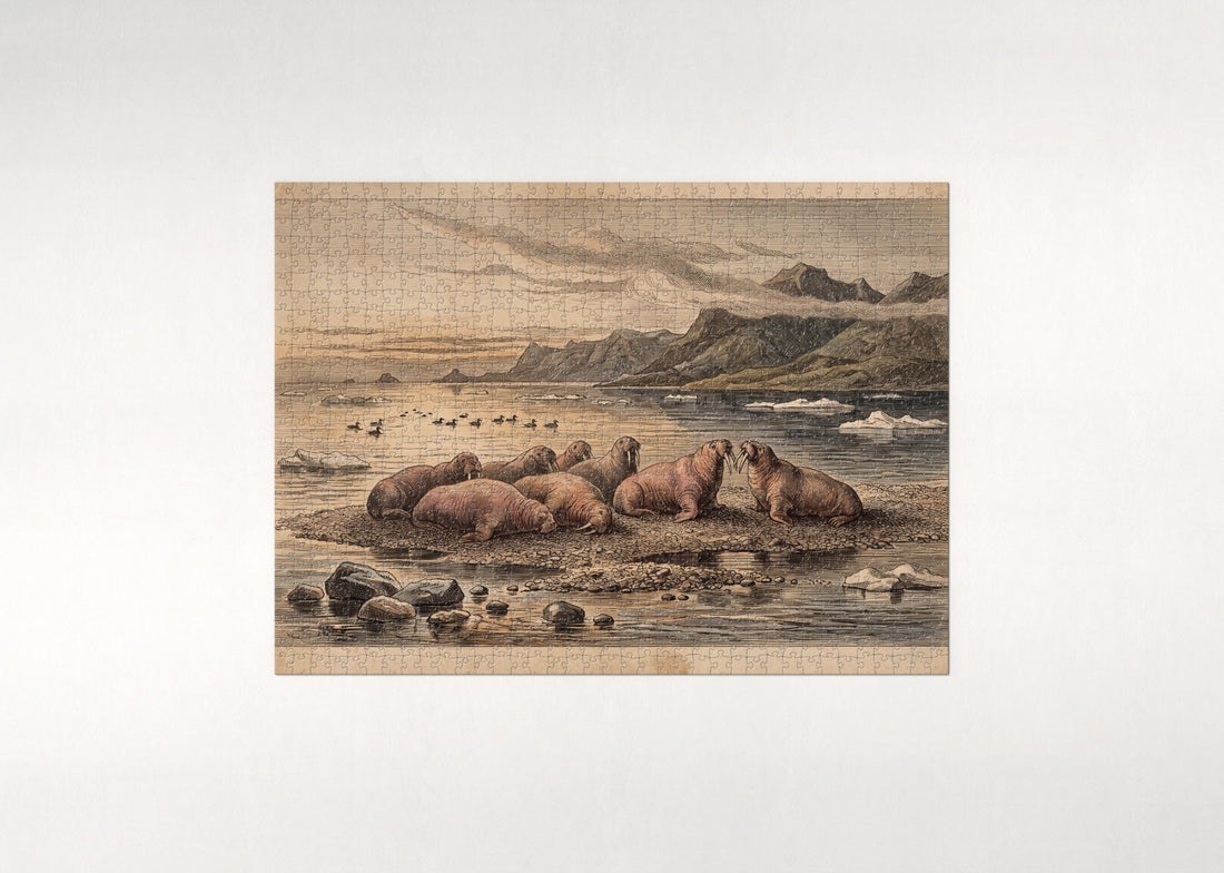 Walrus Herd Hauled Out at Sunset jigsaw puzzle - gift box