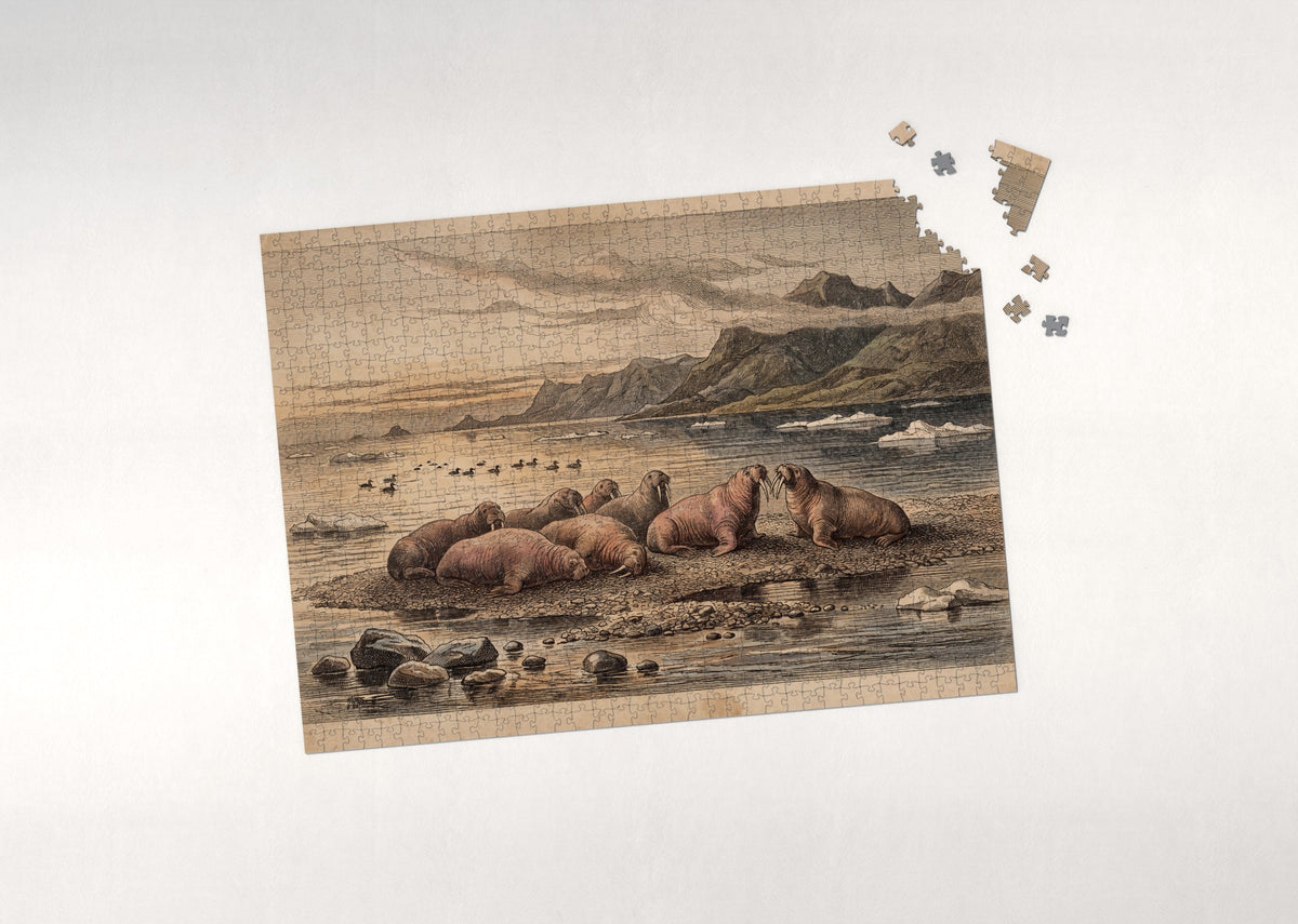 Walrus Herd Hauled Out at Sunset jigsaw puzzle - puzzle with loose pieces