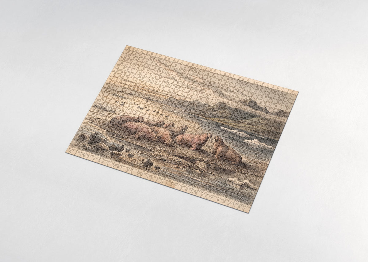 Walrus Herd Hauled Out at Sunset jigsaw puzzle - assembled puzzle