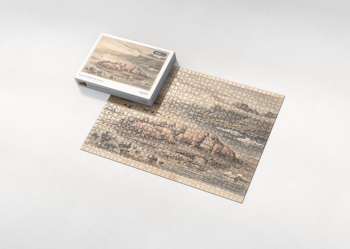 Walrus Herd Hauled Out at Sunset jigsaw puzzle - box and puzzle