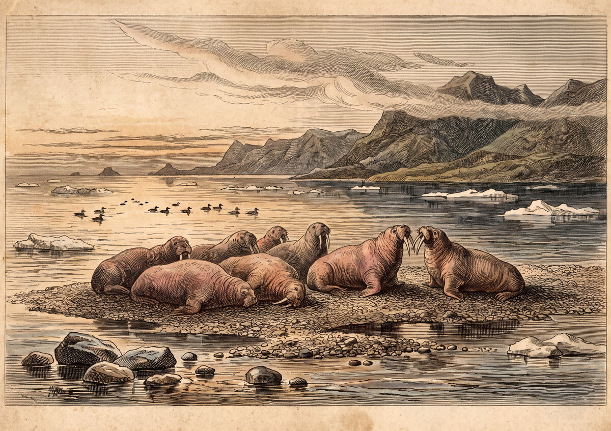 Walrus Herd Hauled Out at Sunset jigsaw puzzle