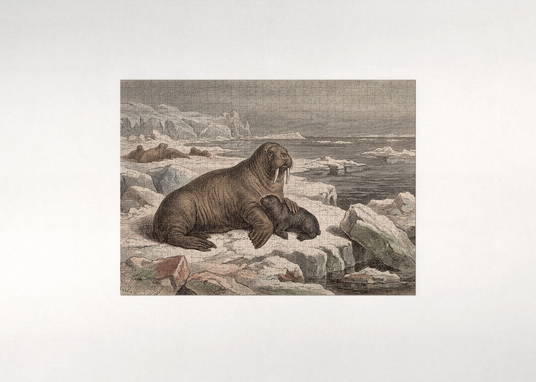 Walrus Mother and Calf jigsaw puzzle - gift box