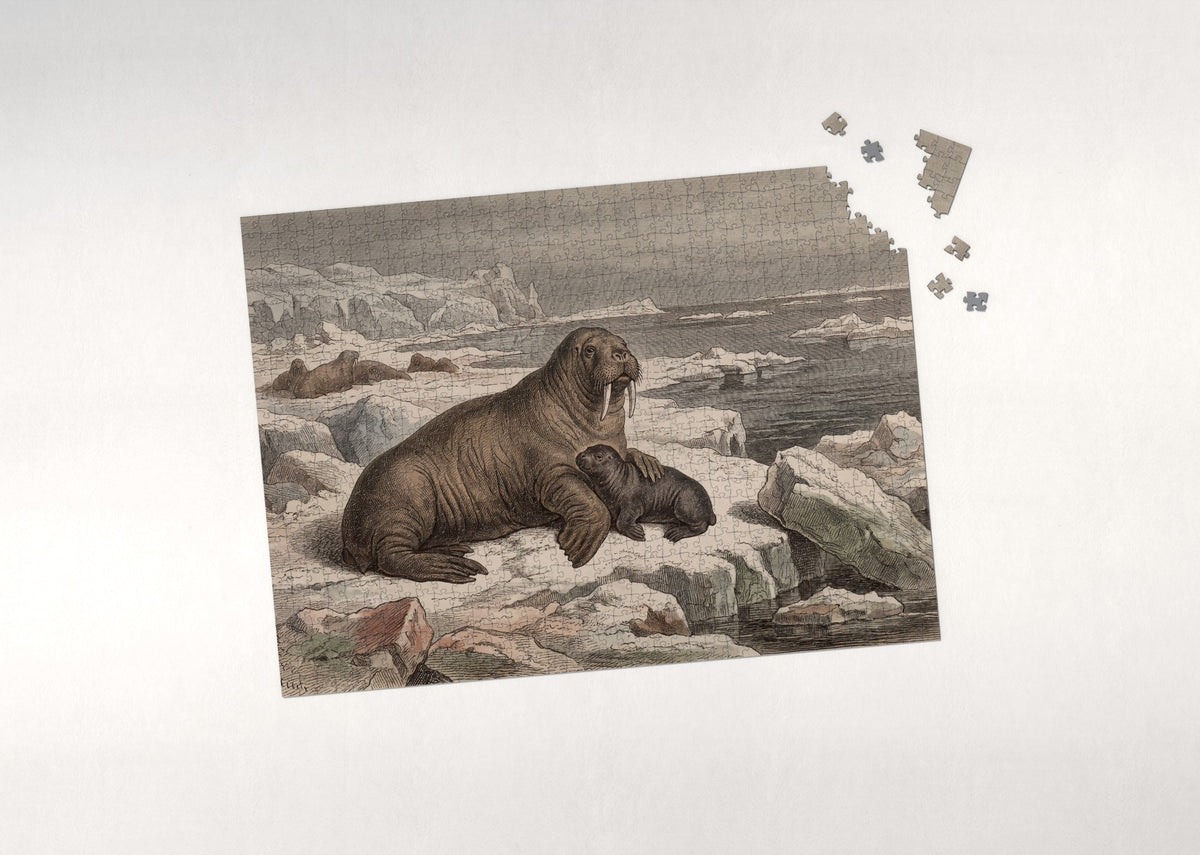 Walrus Mother and Calf jigsaw puzzle - puzzle with loose pieces
