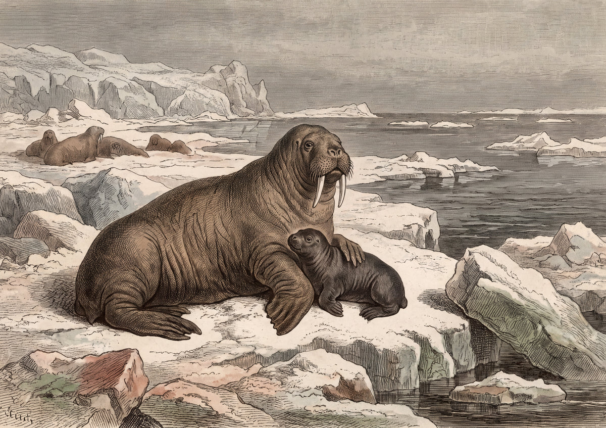 Walrus Mother and Calf jigsaw puzzle