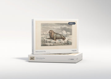 Walrus on the Ice Floe jigsaw puzzle - gift box