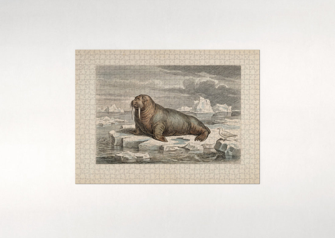 Walrus on the Ice Floe jigsaw puzzle - gift box