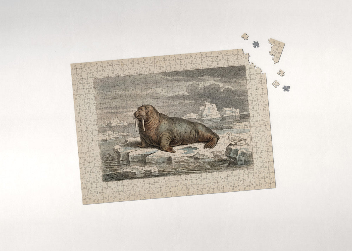 Walrus on the Ice Floe jigsaw puzzle - puzzle with loose pieces
