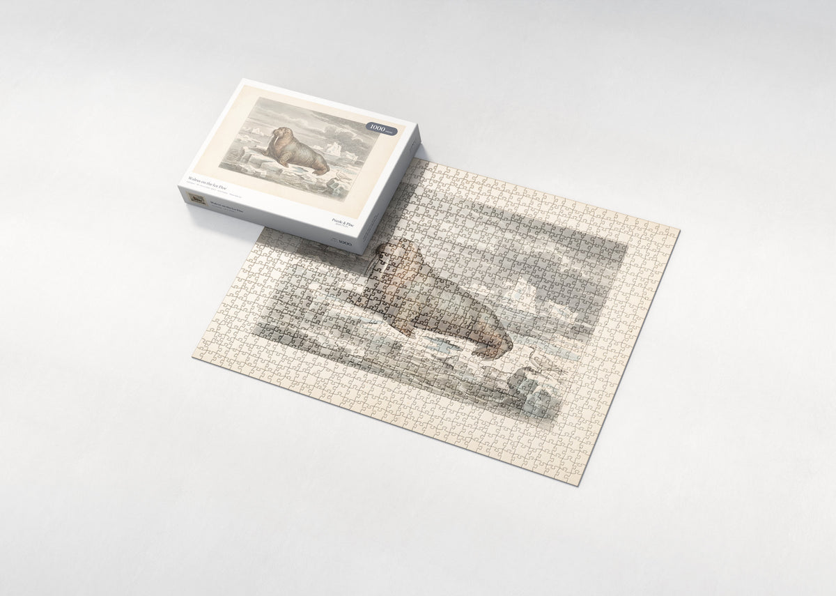 Walrus on the Ice Floe jigsaw puzzle - box and puzzle