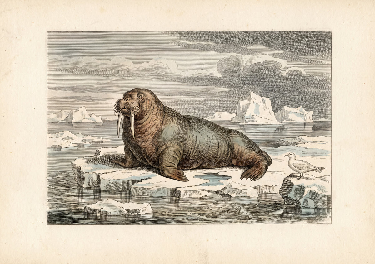 Walrus on the Ice Floe jigsaw puzzle