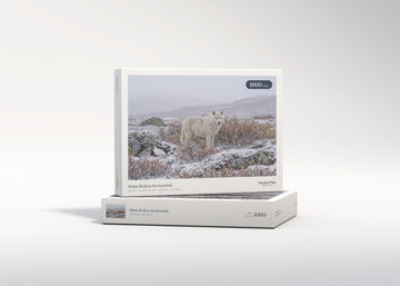 White Wolf in the Snowfall jigsaw puzzle - gift box