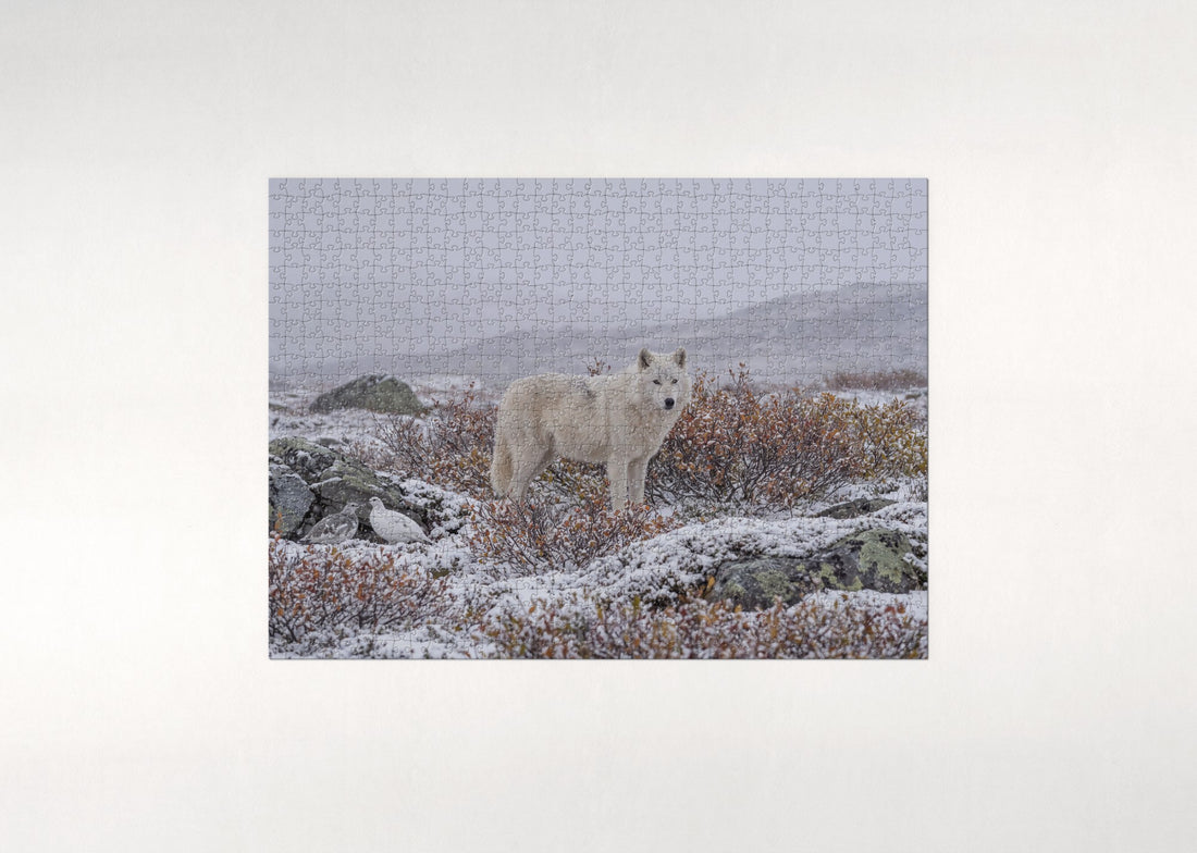 White Wolf in the Snowfall jigsaw puzzle - gift box