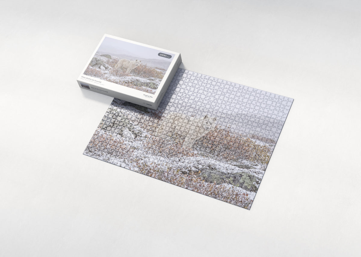 White Wolf in the Snowfall jigsaw puzzle - box and puzzle