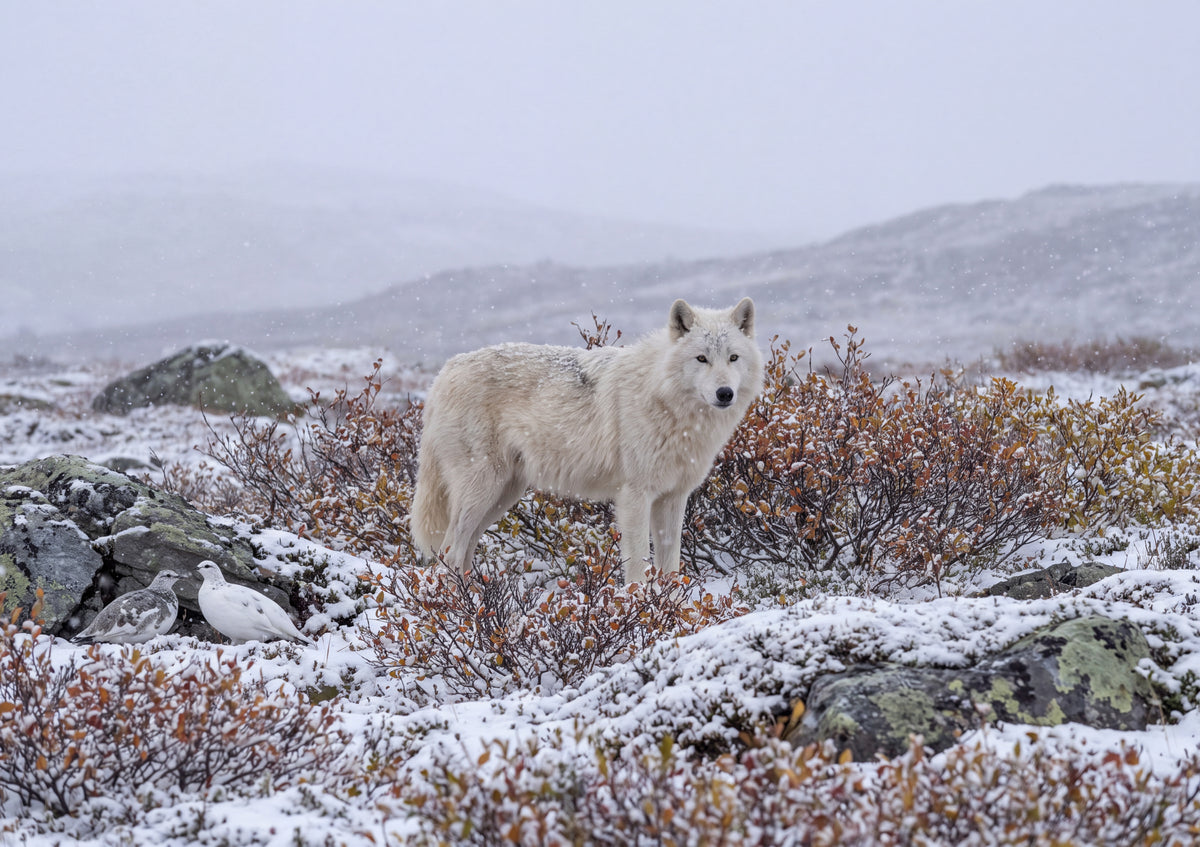 White Wolf in the Snowfall jigsaw puzzle