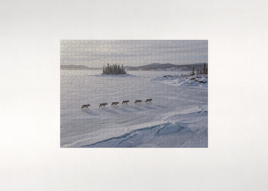 Wolf Pack at the Frozen Lake jigsaw puzzle - gift box