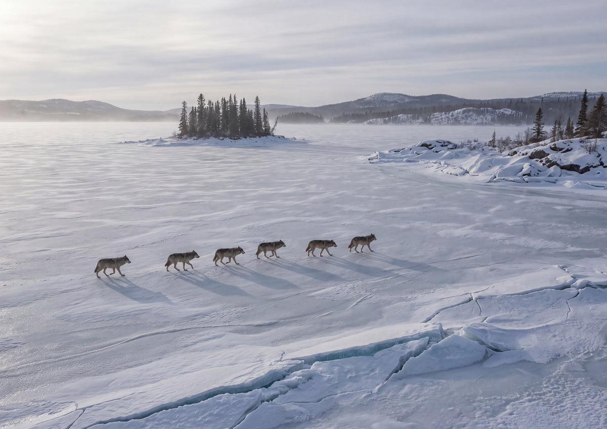 Wolf Pack at the Frozen Lake jigsaw puzzle