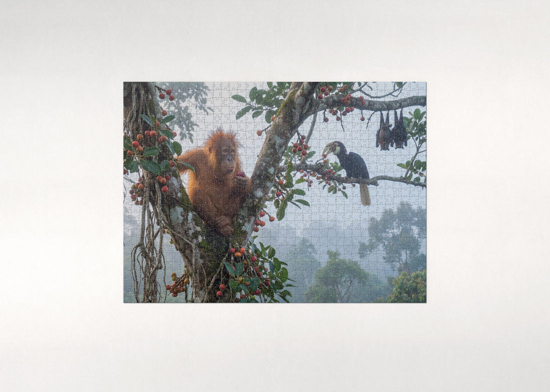 Young Orangutan in the Fig Tree jigsaw puzzle - gift box
